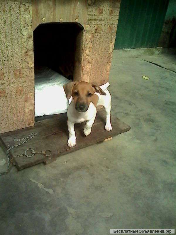 Джек Рассел терьер девочка