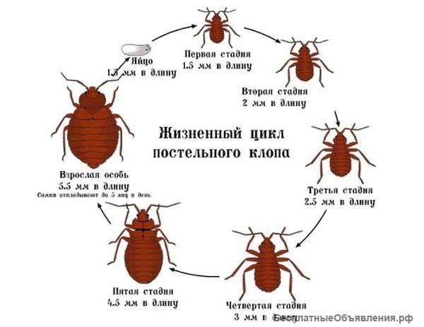Уничтожение насекомых, грызунов и прочих вредителей. 5000