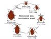 Уничтожение насекомых, грызунов и прочих вредителей. 5000