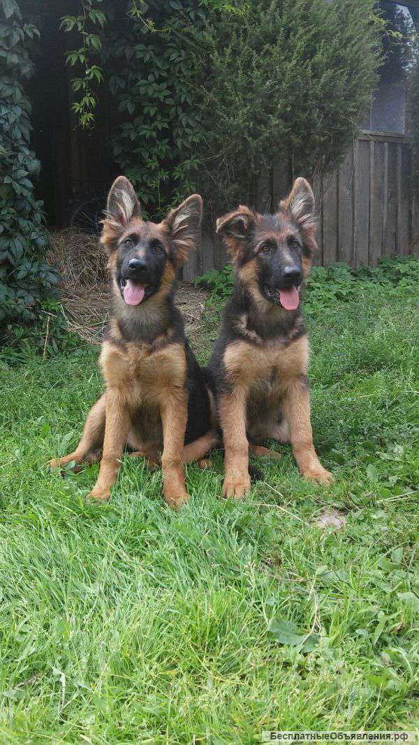 Чепрачные щенки немецкой овчарки