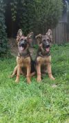 Чепрачные щенки немецкой овчарки