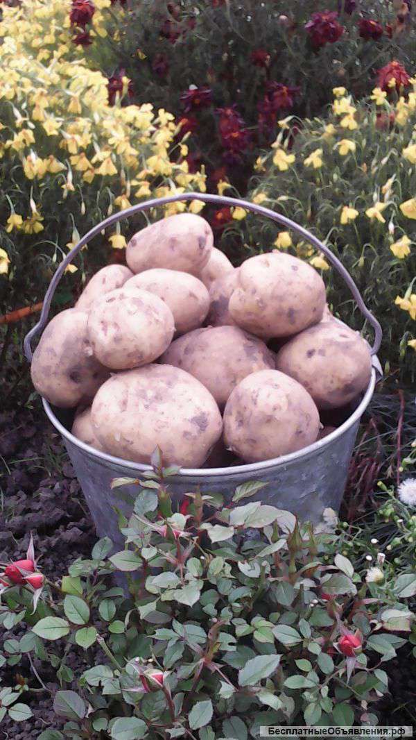 Свежевыкопанный картофель