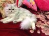 Кота перс