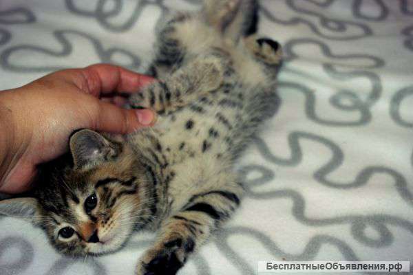 Спасите малышу жизнь, тигренок 1,5 мес
