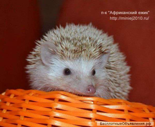 Африканский карликовый ежик