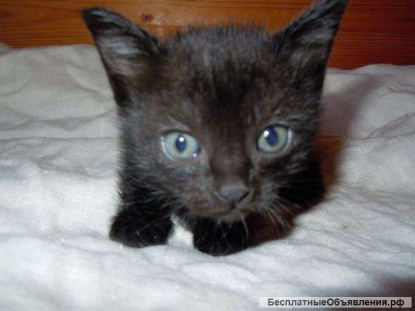 Отдам котят 1 мес черные