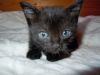 Отдам котят 1 мес черные