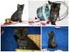 Котенок 1.5 мес. серого окраса ( дымчатый) в дар