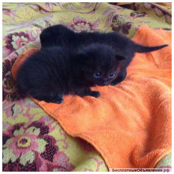 Отдам красивых котят