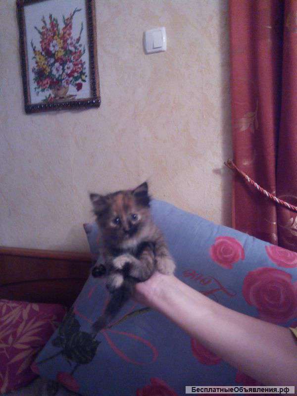 Отдадим в дар котят