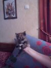Отдадим в дар котят