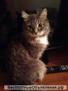 Феликс-кот умный