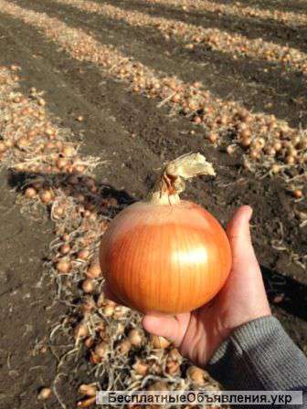 Лук на хранение 2015