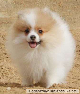 Щенки шпица