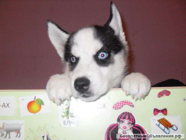 Щенка сибирские хаски