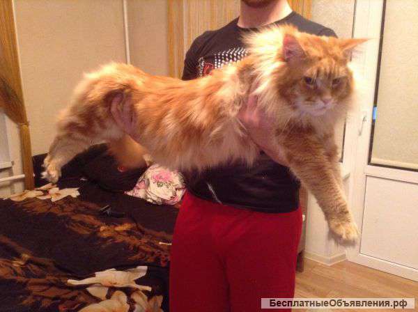 Fry приглашает на вязку бесплатно