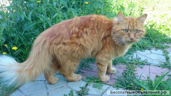 Рыжий ищет новый дом