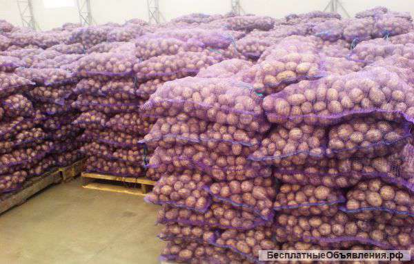 Картофель оптом 8,5 руб/кг