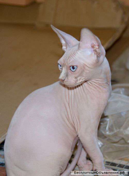 Котенок канадского сфинкса, крем пойнт