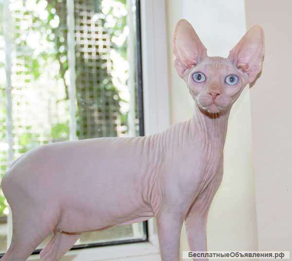 Мальчик канадского сфинкса, крем пойнт