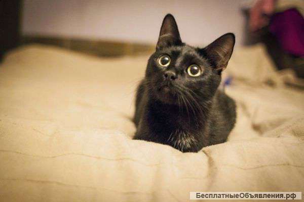 Ласковая пантера в добрые руки