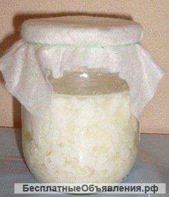 Молочный гриб (Тибетский кефирный)