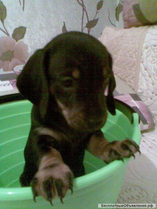 Породистые щенки мини таксы