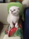 Шотландские вислоухие котята