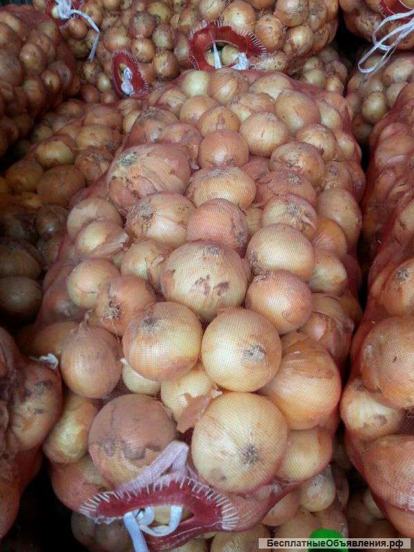 Лук из казахстана
