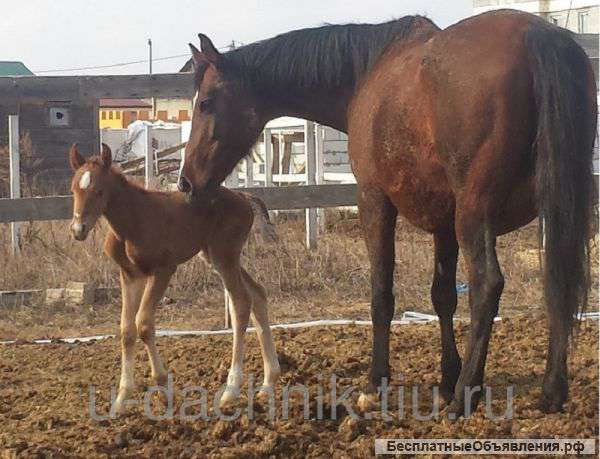 Конский навоз в мешках по 50 л