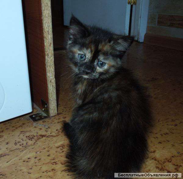 Отдам котёнка в добрые руки (девочка)