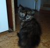 Отдам котёнка в добрые руки (девочка)
