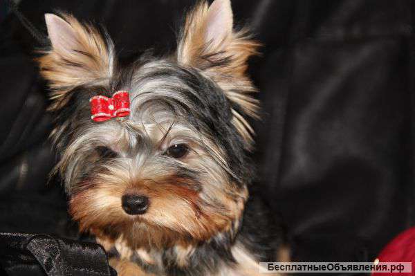 Щенки Йоркширского терьера