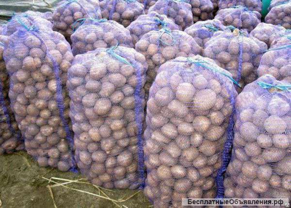 Картофель оптом калибр 5+ от 20 тонн 8руб/кг