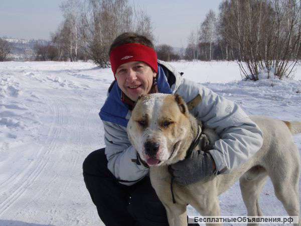 Дрессировка собак в Сергиев Посад