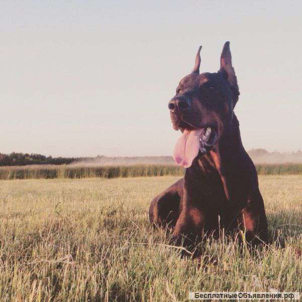 Для вязки кобель добермана