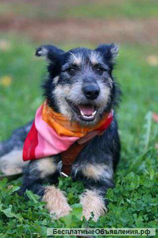 Идеальный песик в хорошие руки