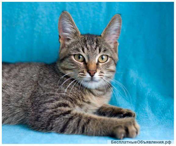 Ласковый и игривый котик в хорошие руки