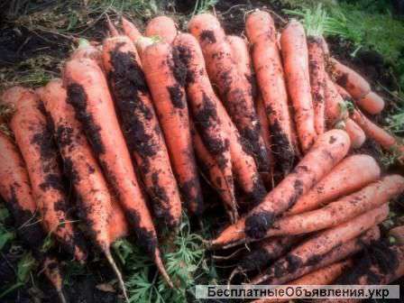 Морковь урожая 2015 г