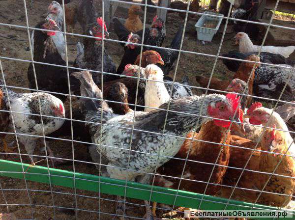 Петухи 3,5 месяц