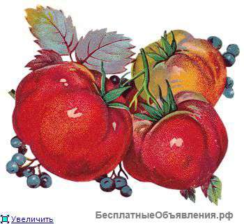 Продавец овощи-фрукты