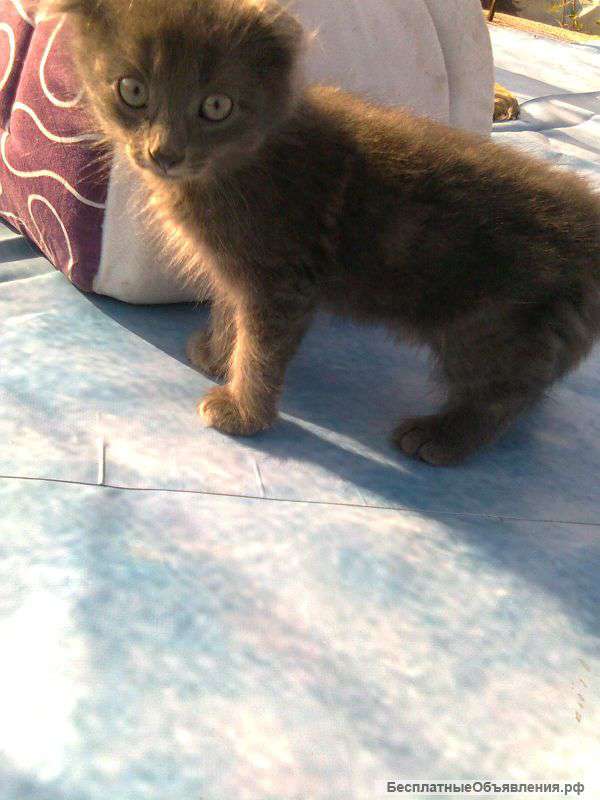 Шотландские вислоухие и страйт, Scottish Fold and Straight