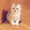 Шотландский вислоухий котенок