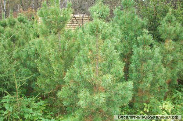 Проект озеленения. Ели голубые, кедры, липы, туи, клен, дуб и другие