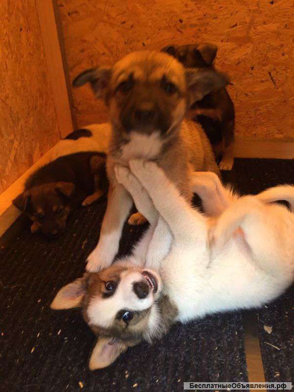 Щенки нуждаются в семье