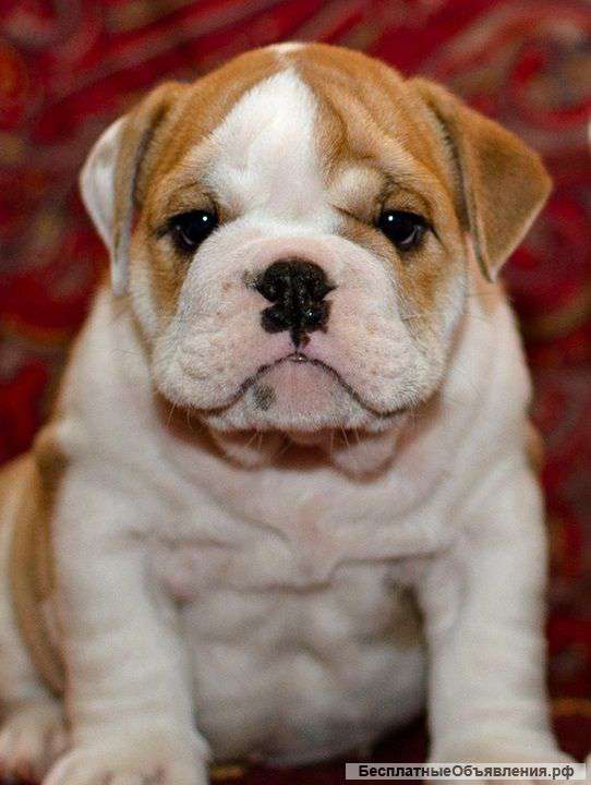 Английский бульдог щенки продаются