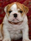 Английский бульдог щенки продаются