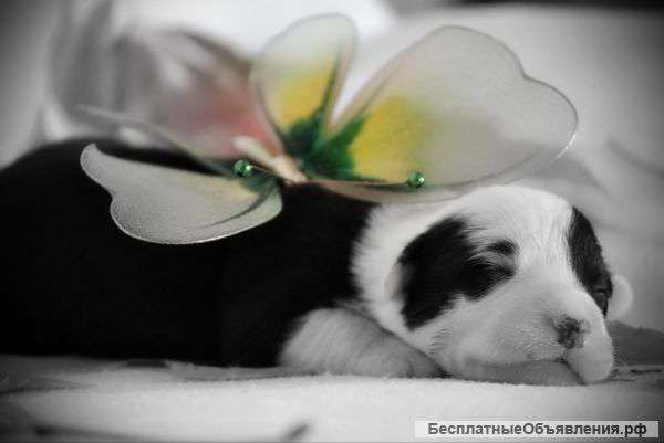 Вельш корги кардиган щенки