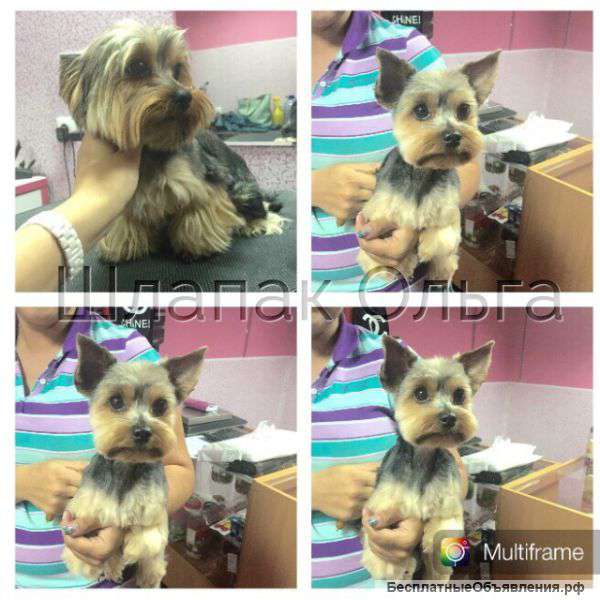 Зоосалон-Зоомагазин DOG ПОДИУМ