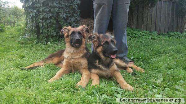 Уникальные щенки немецкой овчарки